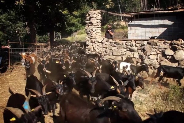Cabras en Extensivo de Jesús, Torre